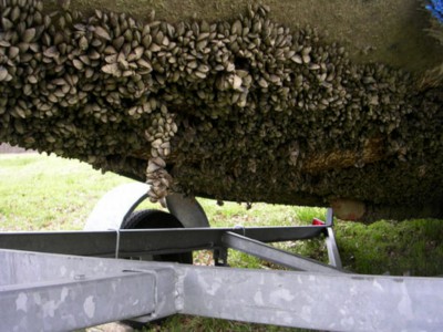 Zebra Mussels